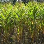 Agricultural production of corn showing a close-up of corn in tight rows.