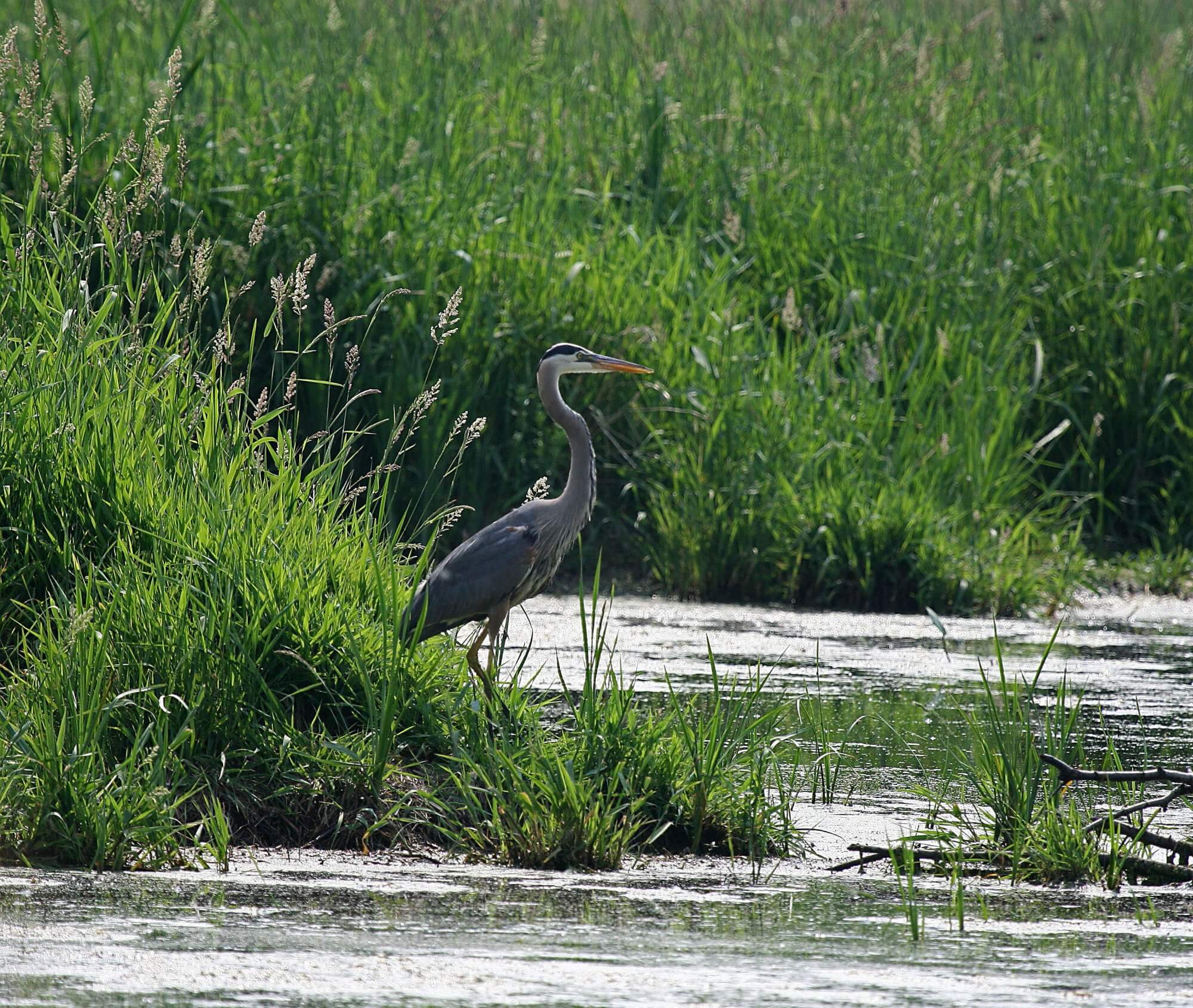 Great Blue Heron in Great Lakes Coastal Wetlands