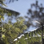 Sprinklers spraying water to irrigate a coffee crop.