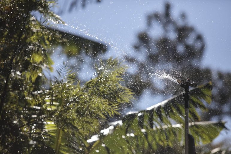 Sprinklers spraying water to irrigate a coffee crop.