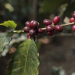 Coffee berries with green leaves.