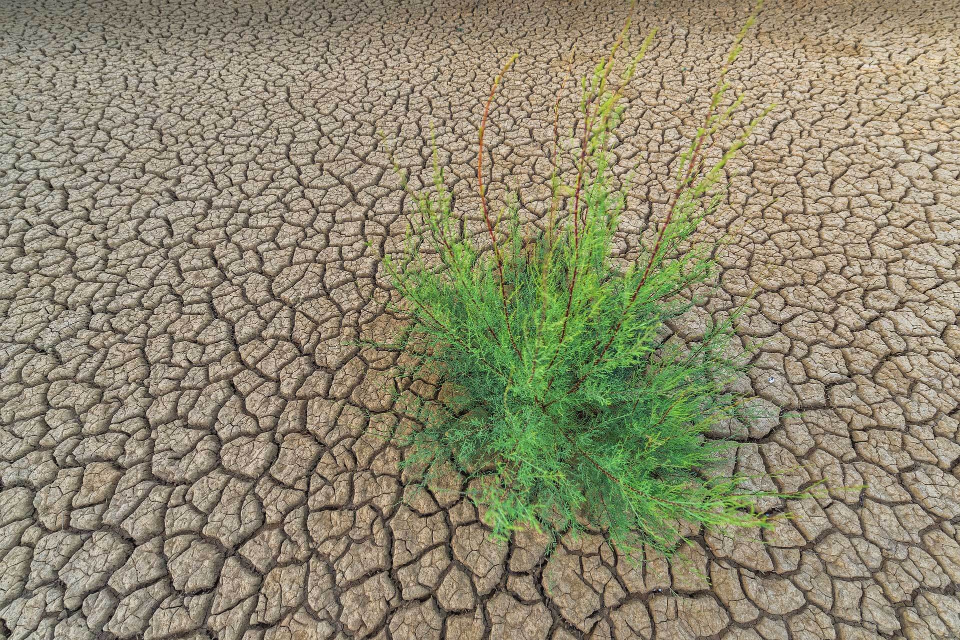 Dry soil from drought conditions with single plant growing