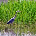 Heron wading in water