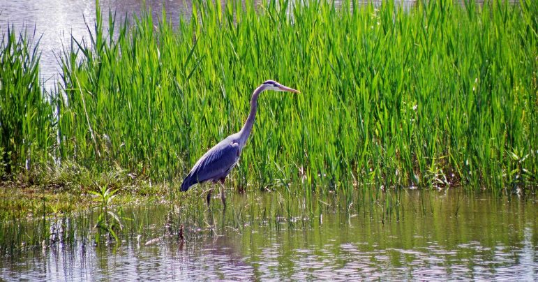 Heron wading in water