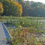 Banklick Creek Wetland, Kentucky. Trees are in the background of the wetland. A dock is leading out to the water with floating and emergent vegetation surrounding it.