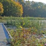 Banklick Creek Wetland, Kentucky