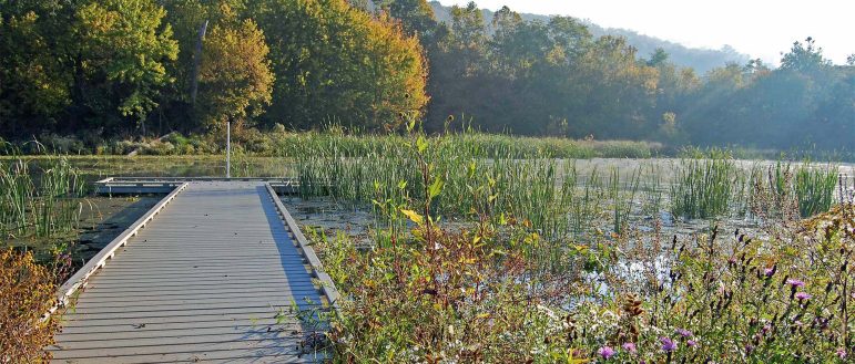 Banklick Creek Wetland, Kentucky. Trees are in the background of the wetland. A dock is leading out to the water with floating and emergent vegetation surrounding it.