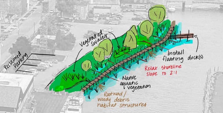 A concept sketch of a vegetated swale next to a waterbody that has root wads/woody debris, native aquatic vegetation, a gently sloping shoreline, and floating docks.