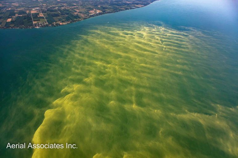 Aerial image of a harmful algal bloom in the western basin of Lake Erie