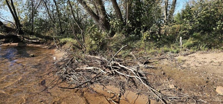 A willow tree root ball forms at the base of woody headlands along the shore of Chequamegon Bay.
