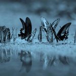 Butterflies lined up along a water's edge.