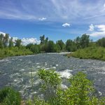 Provo River in Utah surrounded by riparian vegetation and trees on both sides of the river with more trees in the background. The sky is blue with white clouds. The water in the river is flowing with riffles as the water moves over rocks and root wads.