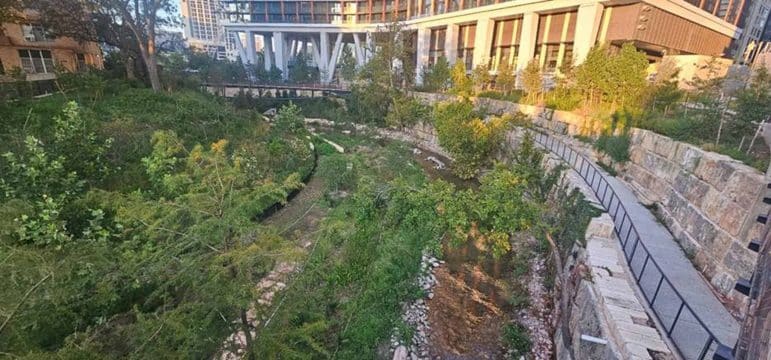 Waller Creek. Creek Corridor showing wildlife habitat.