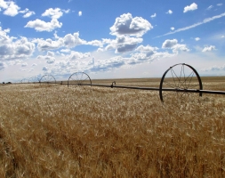 Water Stewardship Support to MillerCoors